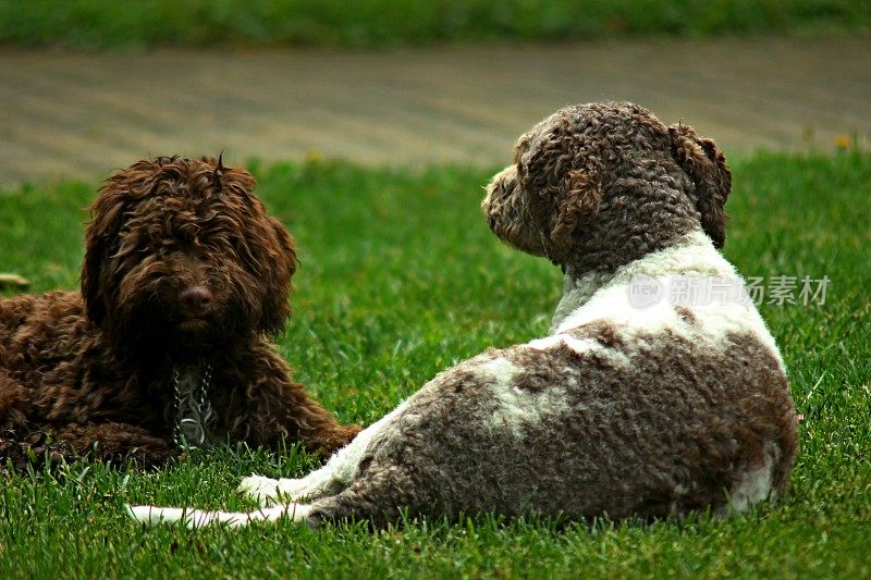 动物家庭两只母狗Lagotto Romagnolo